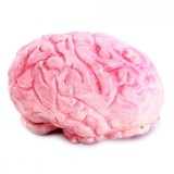 Wholesale - Creative Holloween Trick Toy Rubber Simulation Brain