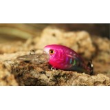 Wholesale - Fishing Hunter Fishing Lures DC1D